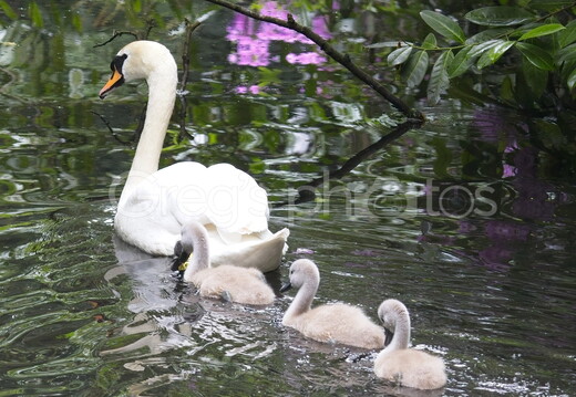 Roundhay Park