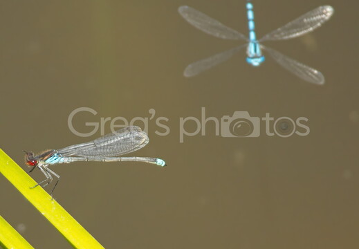 Rodley Nature Reserve