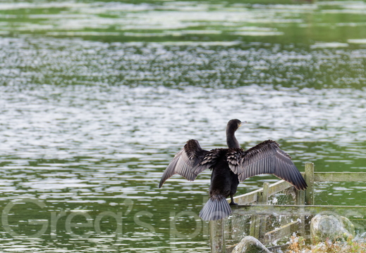 Rodley Nature Reserve