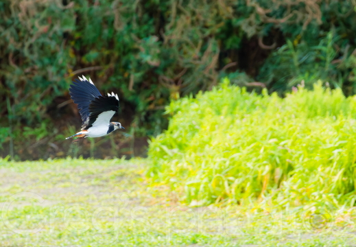 Rodley Nature Reserve